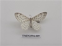藏品(尺蛾107)的圖片